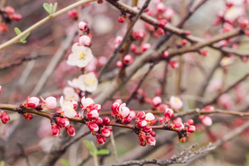 Delicate floral background. Pink blossoming branches of a fruit bearing cherry tree in a garden in spring in Russia close up with a blurred background