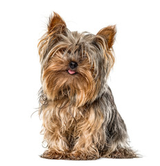 Yorkshire sitting and sticking tongue, isolated on white