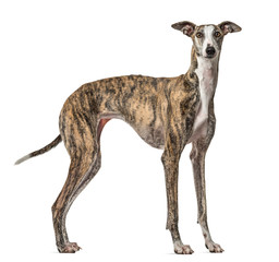 Slim Galgo dog standing, isolated on white