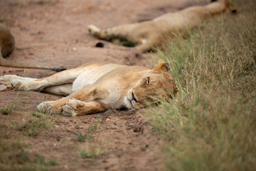 Female lion sleeping in the open