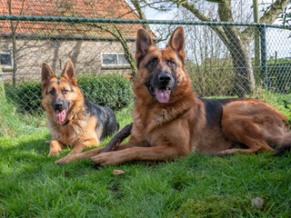 Portrait of a German Shepherd, 3 years old, portrait, in front. Unsharp young female German Shepperd in background