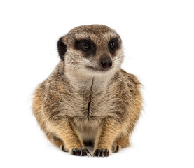 Front view of a suricate lying, isolated on white