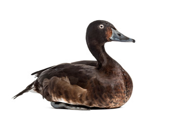 Baer's pochard diving duck, isolated on white