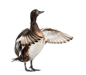 Baer's pochard spreading his wings, Duck, bird, isolated on white