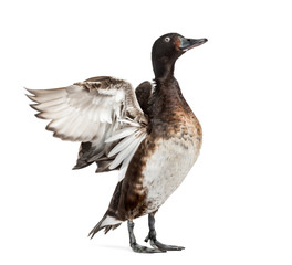 Baer's pochard spreading his wings, Duck, bird, isolated on white