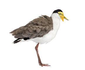 Obraz premium Masked lapwing standing in front of a white background