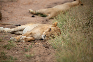 Female lion sleeping in the open