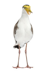 Masked lapwing standing in front of a white background