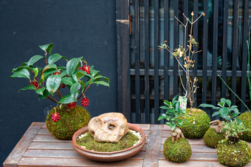 Japan organic flowerpot. Bonsai tree on a white background. - 331208417