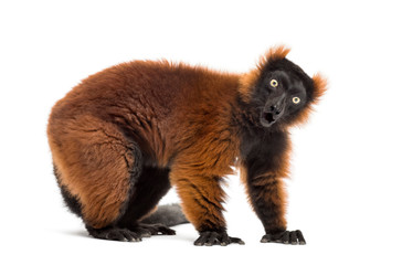 Surprised red ruffed lemur in front of a white background