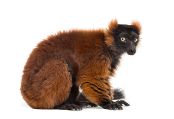 Obraz premium czerwony lemur wari, siedzący, na białym tle