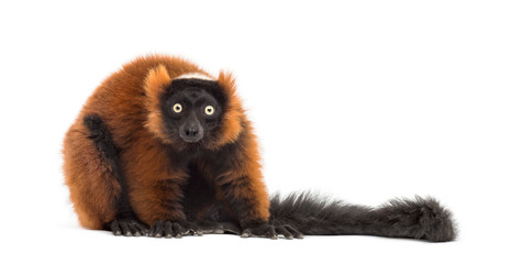 red ruffed lemur looking at the camera, isolated on white