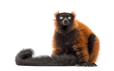 red ruffed lemur sitting and looking up, isolated on white © Eric Isselée