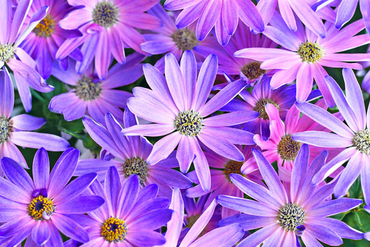 Top view on pink and purple blooming 'Pericallis Senettii Marguerite Cineraria' spring flowers