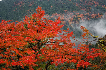 Obrazy na Szkle  Japonia jesień krajobraz. Kolorowe liście i strumień w Japonii