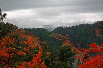 Japan autumn landscape. Colorful leaves and stream in Japan