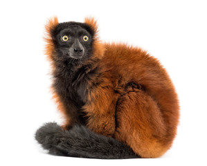 red ruffed lemur sitting, isolated on white