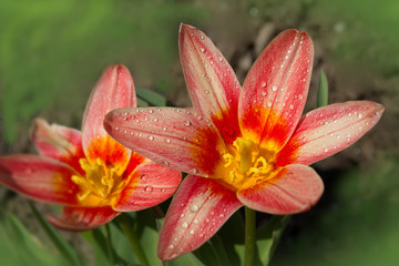 Botanische Tulpen (Tulipa kaufmanniana)