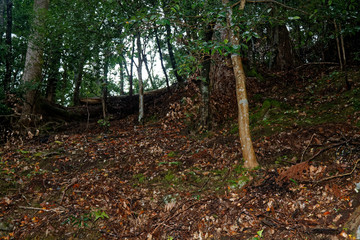 Old Tree roots in park Sybmol of source - 331208833