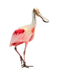 Roseate spoonbill standing, isolated on white