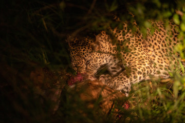 Naklejka na ściany i meble Territorial male leopard feeding on a female kudu in the spotlight on a safari.