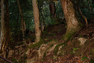 Old Tree roots in park Sybmol of source