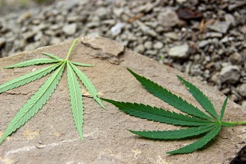 green cannabis leaves. marijuana, two leaf wild hemp.