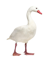 Waterfowl syanding, isolated on white