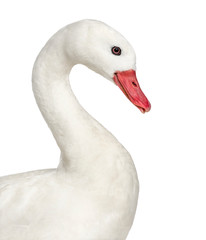 Close-up of a white waterfowl, isolated on white