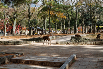 Deer in public park of Nara, Osaka, Japan - 331209213