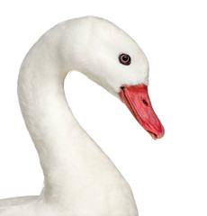 Close-up of a white waterfowl, isolated on white