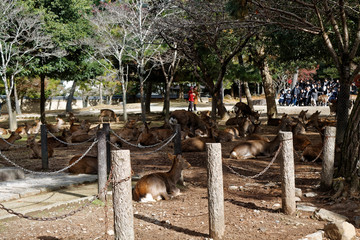 Deer in public park of Nara, Osaka, Japan - 331209248