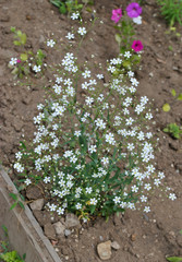 Hypsophila white on a Sunny day