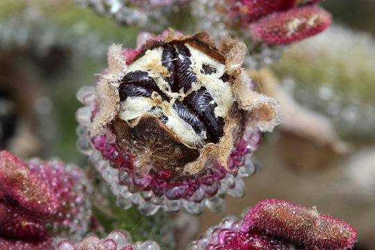 KRISTALLMITTAGSBLUME