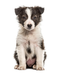 Border Collie puppy sitting, isolated on white