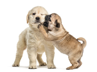 Fototapeta premium Retriever and pug puppies playing together, isolated on white