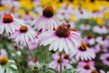 wiosna, lato, kwiaty, motyl © nadchmurami