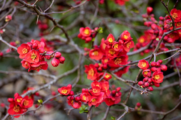  Chaenomeles red flowers in bloom, Japanese Quince blooming in the garden. Spring time. Red flowering background.