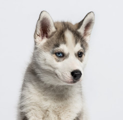 Close-up of a siberian Husky puppy, isolated on white