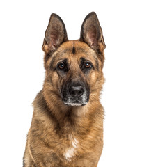 Close-up of a german Shepherd, isolated on white
