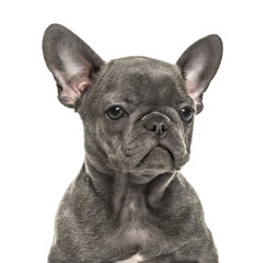 Close-up of a french bulldog, isolated on white