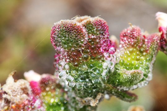 KRISTALLMITTAGSBLUME