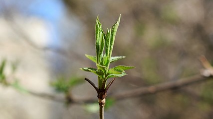 Tree leaves in spring