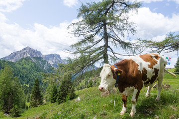 Fototapeta na wymiar Mountain landscape with cow in foreground, Italian alps