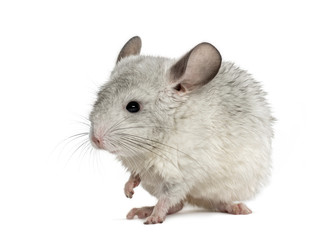 White chinchilla raising a paw, isolated on white