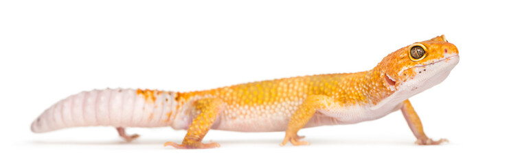 Leopard gecko standing, isolated on white