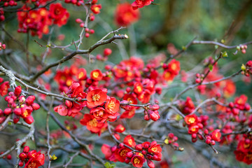 Fototapeta premium Branches of Chaenomeles in bloom, red flowers of Japanese Quince in the garden. Spring time. Red flowering background.