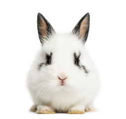 White rabbit sitting, isolated on white