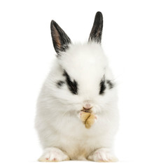 White rabbit sitting and washing, isolated on white