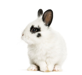 White rabbit sitting, isolated on white